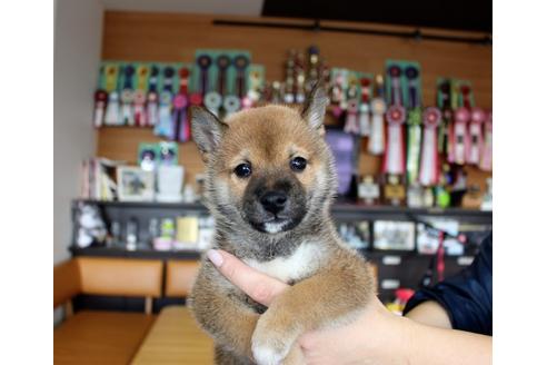 成約済の大阪府の柴犬-62914の5枚目