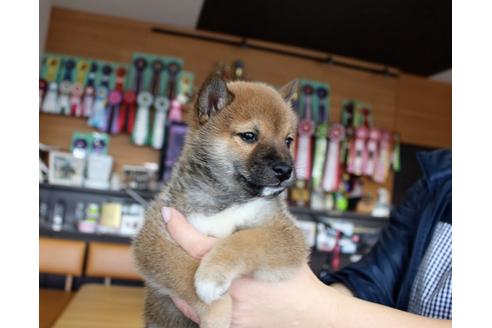 成約済の大阪府の柴犬-62914の4枚目