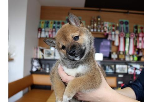 成約済の大阪府の柴犬-62914の3枚目
