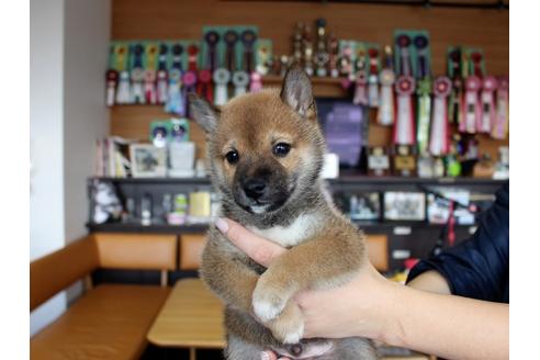 成約済の大阪府の柴犬-62914の1枚目