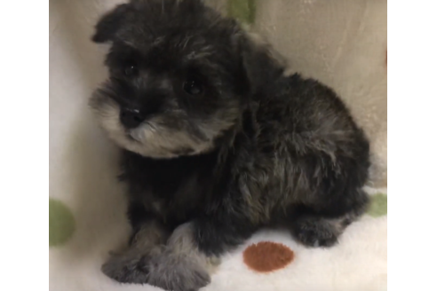 成約済の岐阜県のミニチュアシュナウザー-62989の3枚目