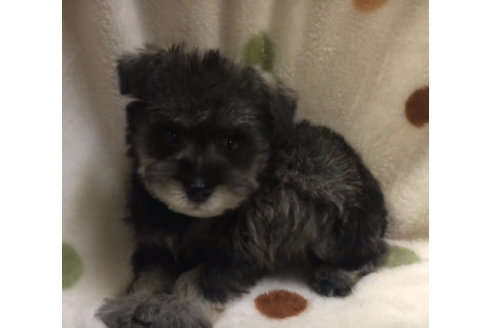 成約済の岐阜県のミニチュアシュナウザー-62989の2枚目