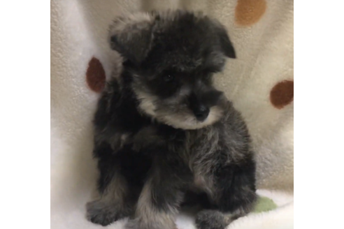 成約済の岐阜県のミニチュアシュナウザー-62989の1枚目