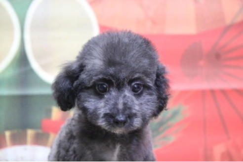 成約済の千葉県のトイプードル-62221の5枚目