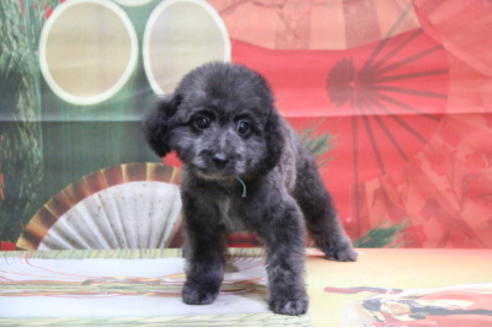 成約済の千葉県のトイプードル-62221の4枚目