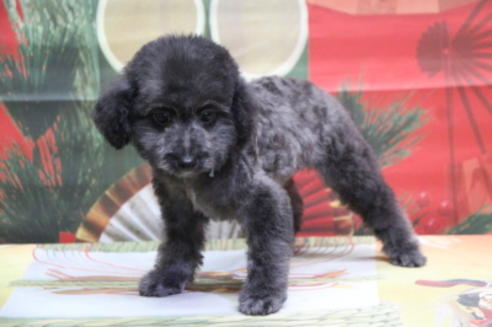 成約済の千葉県のトイプードル-62221の3枚目