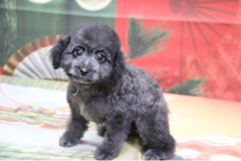 成約済の千葉県のトイプードル-62221の2枚目