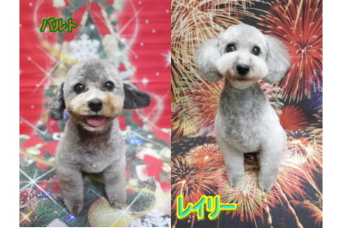 成約済の千葉県のトイプードル-62221の1枚目