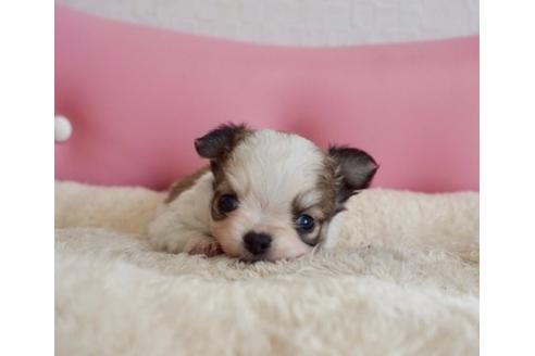 成約済の香川県のチワワ(ロングコート)-63008の4枚目