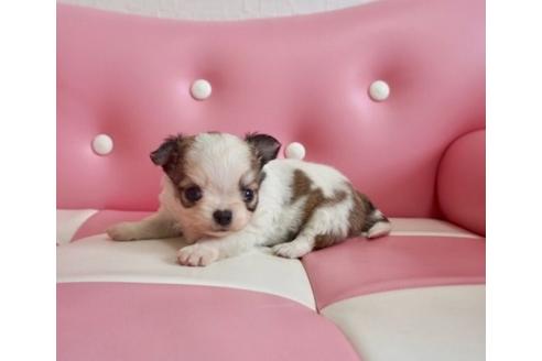 成約済の香川県のチワワ(ロングコート)-63008の3枚目