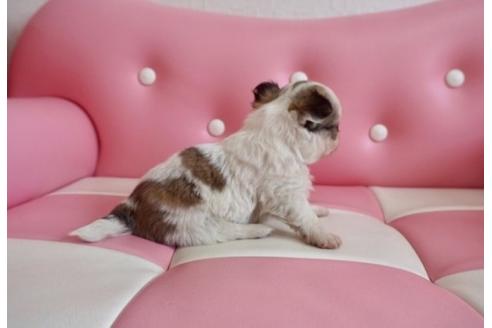 成約済の香川県のチワワ(ロングコート)-63008の2枚目