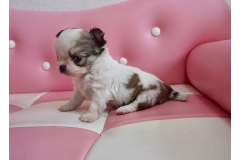 成約済の香川県のチワワ(ロングコート)-63008の1枚目