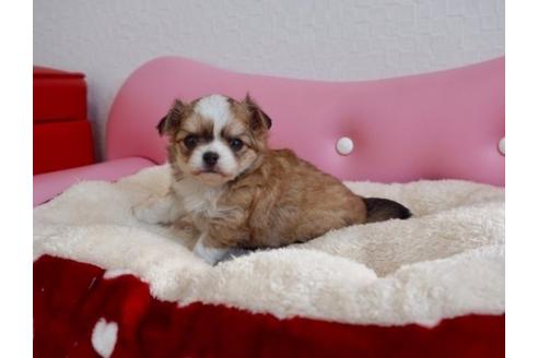 成約済の香川県のチワワ(ロングコート)-63010の4枚目