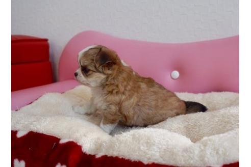 成約済の香川県のチワワ(ロングコート)-63010の3枚目