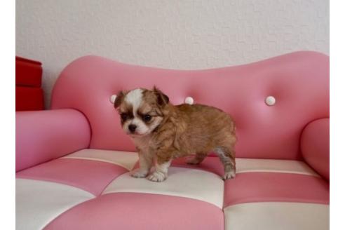 成約済の香川県のチワワ(ロングコート)-63010の2枚目