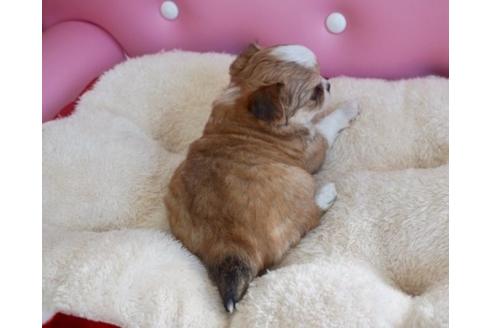 成約済の香川県のチワワ(ロングコート)-63010の1枚目