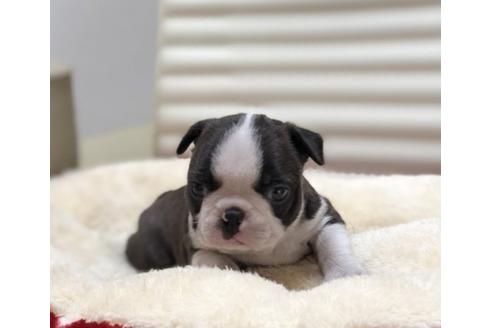 成約済の香川県のボストンテリア-63016の4枚目