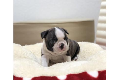 成約済の香川県のボストンテリア-63016の3枚目