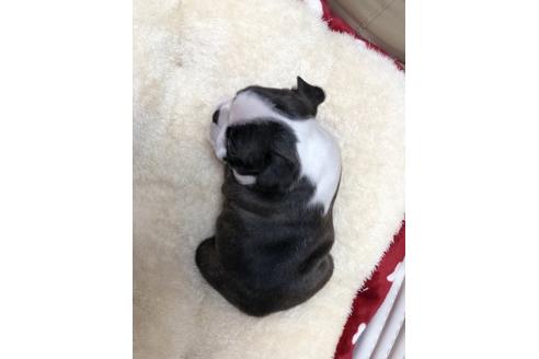 成約済の香川県のボストンテリア-63016の2枚目