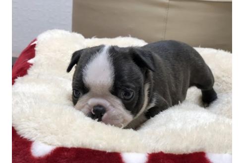 成約済の香川県のボストンテリア-63016の1枚目