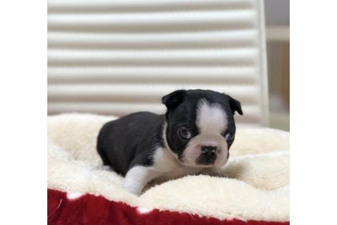 成約済の香川県のボストンテリア-63019の4枚目