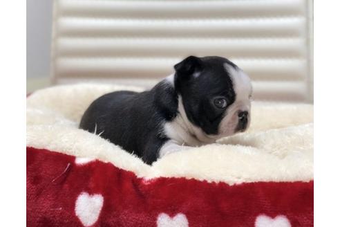 成約済の香川県のボストンテリア-63019の3枚目