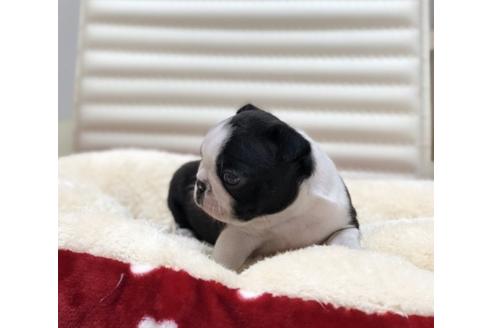 成約済の香川県のボストンテリア-63019の2枚目