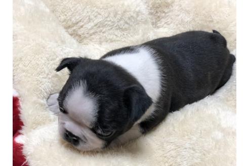 成約済の香川県のボストンテリア-63019の1枚目