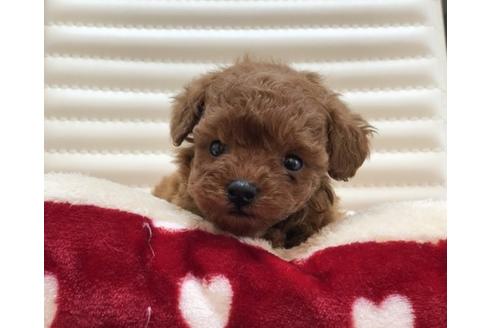 成約済の香川県のトイプードル-63021の3枚目