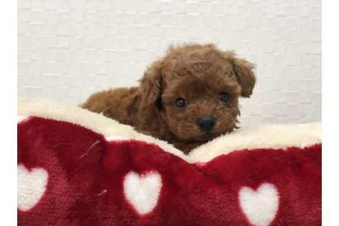成約済の香川県のトイプードル-63021の2枚目