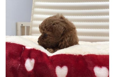 成約済の香川県のトイプードル-63021の1枚目