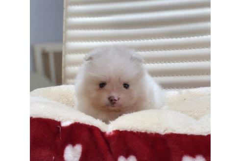 成約済の香川県のポメラニアン-63022の3枚目