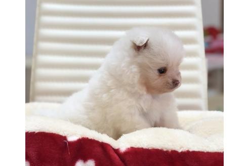 成約済の香川県のポメラニアン-63022の2枚目