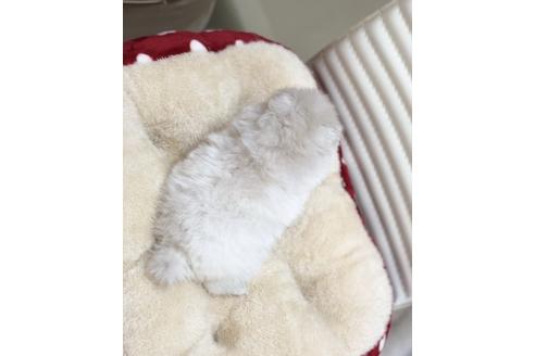 成約済の香川県のポメラニアン-63022の1枚目