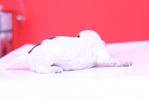 成約済の愛知県のミニチュアダックスフンド(ロングヘアード)-63025の1枚目
