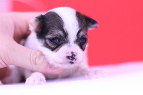 成約済の愛知県のチワワ(ロングコート)-63026の7枚目
