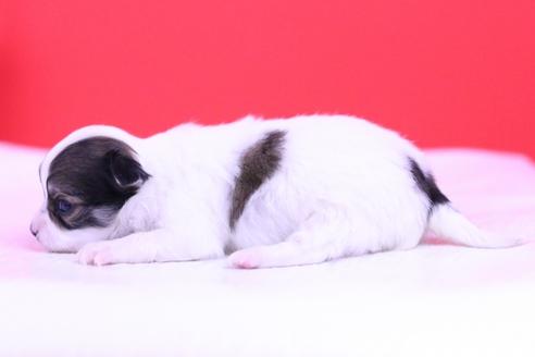 成約済の愛知県のチワワ(ロングコート)-63026の5枚目