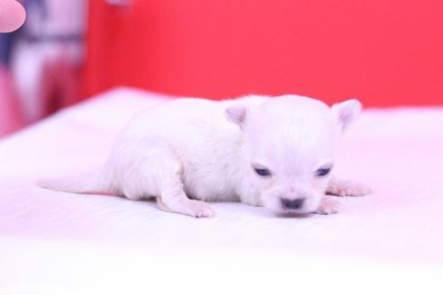成約済の愛知県のチワワ(ロングコート)-63050の1枚目