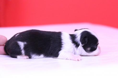 成約済の愛知県のチワワ(ロングコート)-63052の1枚目