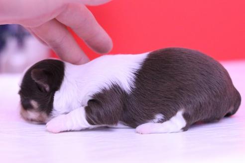 成約済の愛知県のチワワ(ロングコート)-63053の6枚目