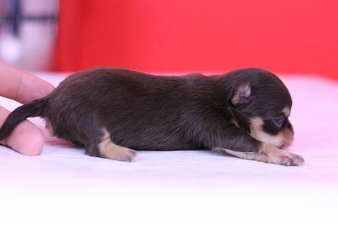 成約済の愛知県のチワワ(ロングコート)-63054の2枚目