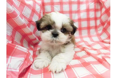 成約済の福岡県のシーズー-63055の1枚目