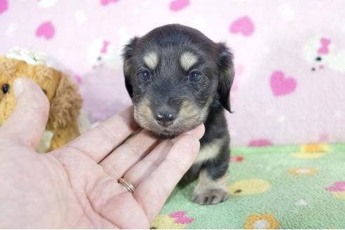 成約済の兵庫県のミニチュアダックスフンド(ロングヘアード)-63057の8枚目