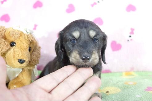 成約済の兵庫県のミニチュアダックスフンド(ロングヘアード)-63057の6枚目