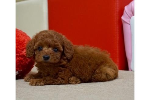 成約済の香川県のトイプードル-61770の1枚目