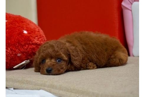 成約済の香川県のトイプードル-61770の3枚目