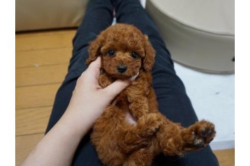 成約済の香川県のトイプードル-61770の2枚目