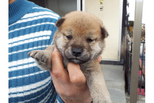 成約済の埼玉県の柴犬-63143の1枚目