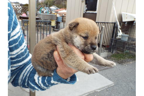 成約済の埼玉県の柴犬-63143の3枚目