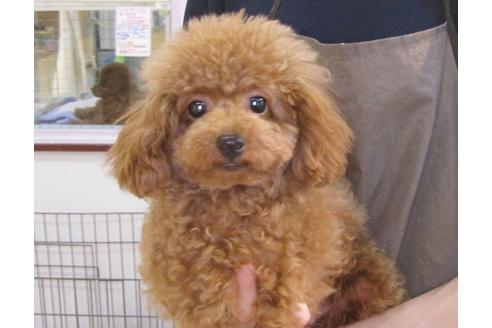 成約済の茨城県のトイプードル-63144の3枚目